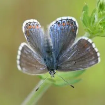 Sortie Lo Parvi : les papillons de jour