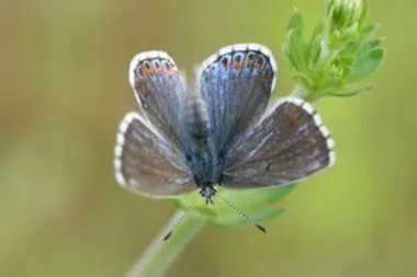 Sortie Lo Parvi : les papillons de jour