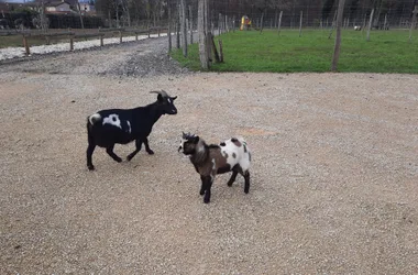 The goats of the educational farm