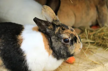 Visite commentée grand format de l’Arche de Julie, rencontre avec les animaux de l’association