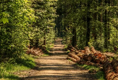 Sortie nature “Immersion en forêt : faune, flore, enjeux”