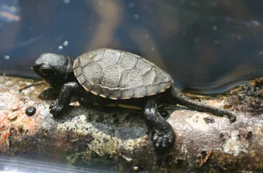 Teichschildkröte ist gerade geschlüpft - R.Quesada - Lo Parvi
