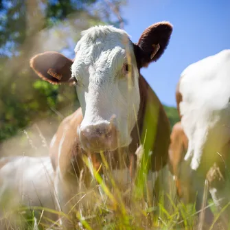 David Pussier, producteur de viande