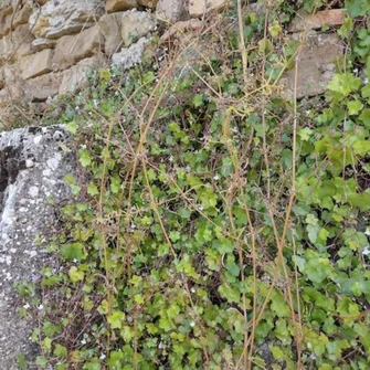 Sortie Lo Parvi : les plantes de ma rue