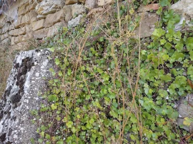 Sortie Lo Parvi : les plantes de ma rue