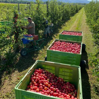 Les Pommes du Sauget