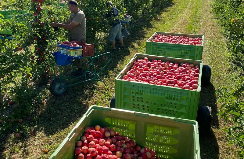 Les Pommes du Sauget, Balcons du Dauphiné