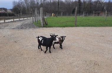 Ziegen auf dem Bauernhof
