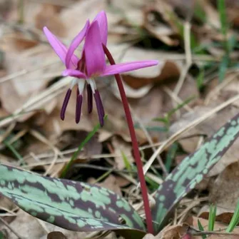 Sortie Lo Parvi : découverte des premières fleurs du printemps