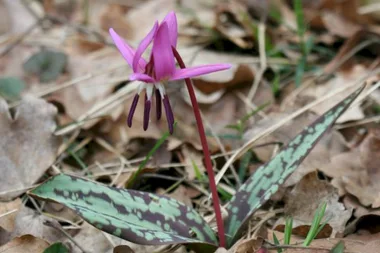 Sortie Lo Parvi : découverte des premières fleurs du printemps