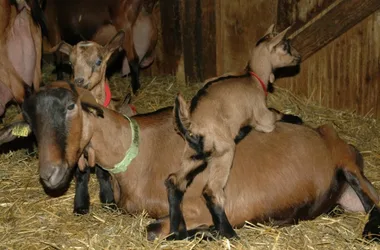 Goat breeding at the Chêne farm