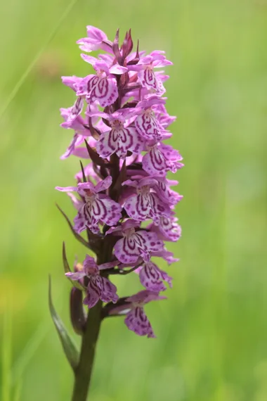 ENS-Ausflug: geheimnisvolle Orchideen
