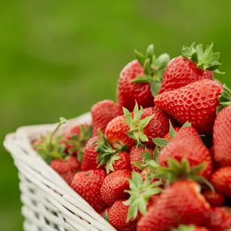 Les fraises d’Amélie