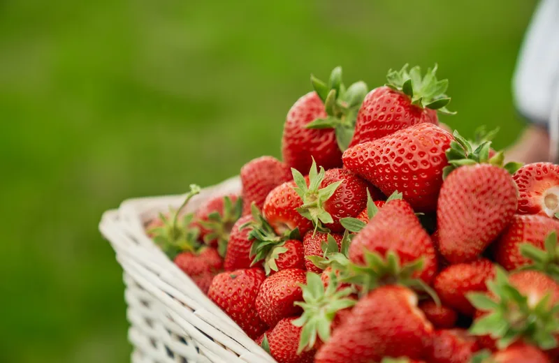 Les fraises d’Amélie