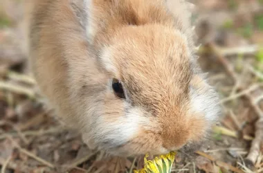 Visite des animaux de la mini-ferme de Path’O Calme