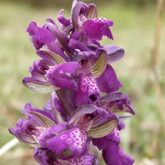 Sortie Lo Parvi : les orchidées