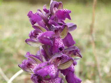 Sortie Lo Parvi : les orchidées