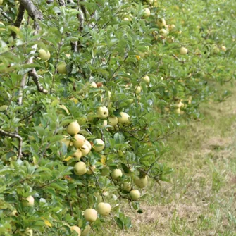 Verte Campagne