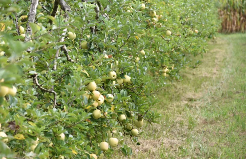 Verte Campagne