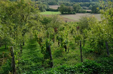 Vignes de Moras, commune des Balcons du Dauphiné