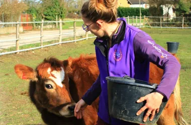 Visite commentée grand format de l’Arche de Julie, rencontre avec les animaux de l’association