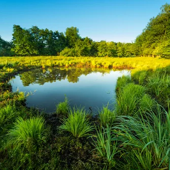 Sortie ENS : histoire du marais de la Besseye entre archéologie et nature