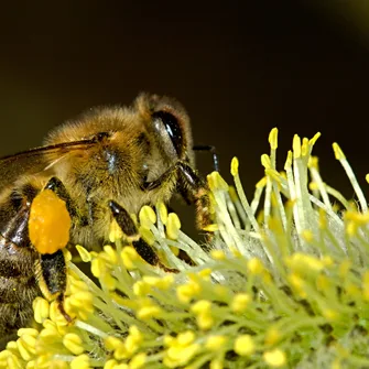 Journées Européennes du Patrimoine : conférence sur les abeilles sauvages