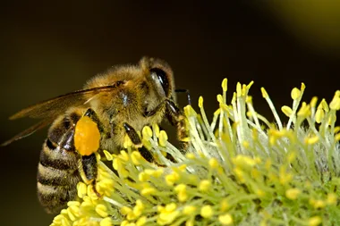 Journées Européennes du Patrimoine : conférence sur les abeilles sauvages