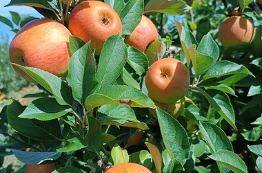 Les Vergers du Bouchage