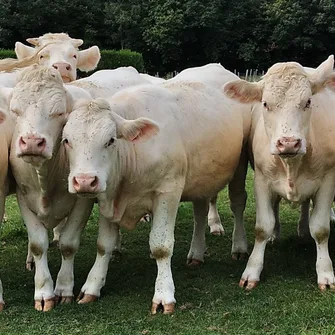 Ferme EARL Dumollard