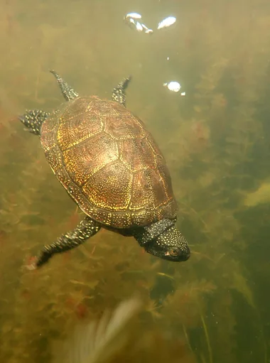 Eine Sumpfschildkröte