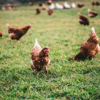 Visite scolaire à la ferme du Val d’Amby