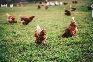 Visite scolaire à la ferme du Val d’Amby