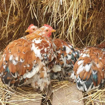 Visite des animaux de la mini-ferme de Path’O Calme