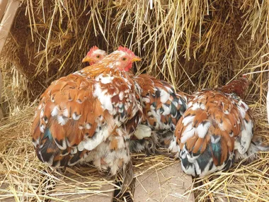 Visite des animaux de la mini-ferme de Path’O Calme