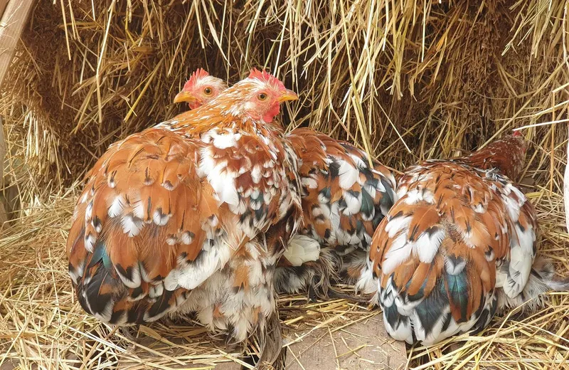 Visite des animaux de la mini-ferme de Path’O Calme