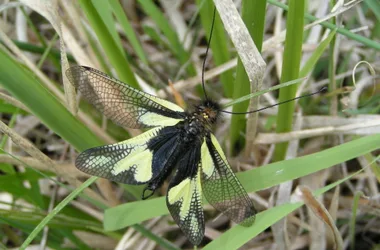 Libelloides coccajus - C. Trentin - Lo Parvi