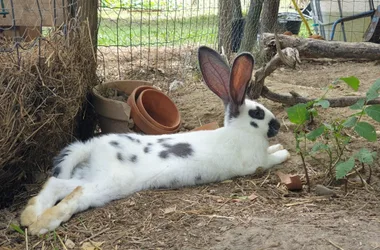 Visite des animaux de la mini-ferme de Path’O Calme