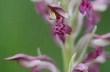 Orchis parfumée