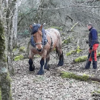 Sortie Lo Parvi : gestion forestière et biodiversité