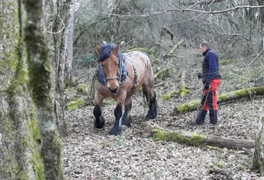 Sortie Lo Parvi : gestion forestière et biodiversité