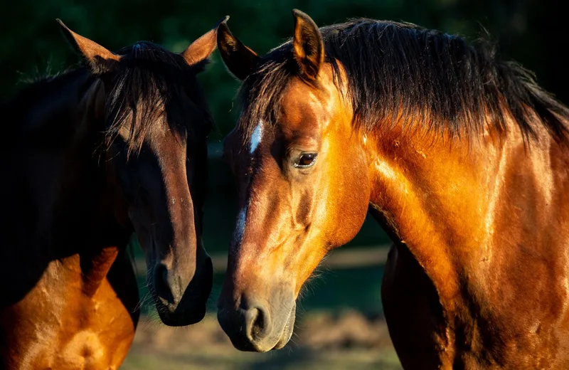 Centre équestre Horseland