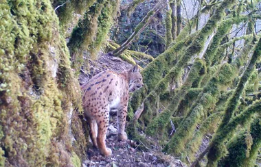 ENS outing: in the footsteps of the lynx