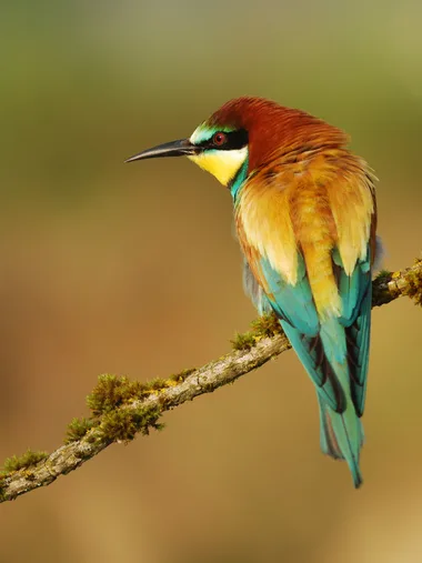 A bee-eater