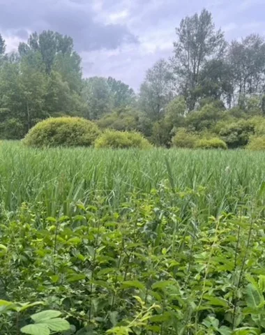 Sentier ENS du Marais de Montaris – Salles Courbatiès