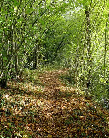 Sentier botanique entre les deux moulins – La Rouquette