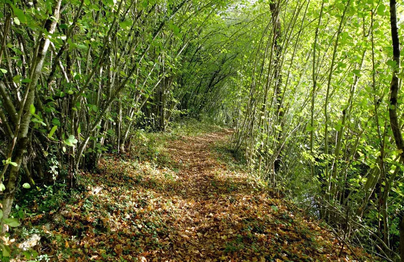 Sentier botanique entre les deux moulins – La Rouquette