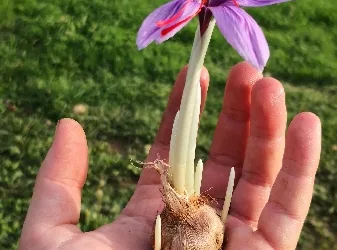 Les jardins de l’instant végétal : cueillette de fleurs sauvages