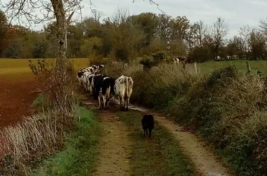 unsere Kühe beim Spaziergang