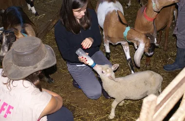 a little orphan lamb at daoudou's farm